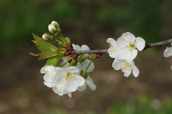 Spring Flowering Trees Apricot Apricot Pole Morel Flowering Flowering — Stock Photo, Image