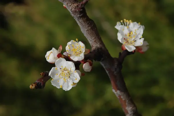 Arbres Fleurs Printemps Abricot Abricot Pôle Floraison Floraison — Photo