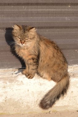 Kedi kedisi (Latince Felis Silvestris catus), kedigiller (Felis) familyasından bir kedi türü.)