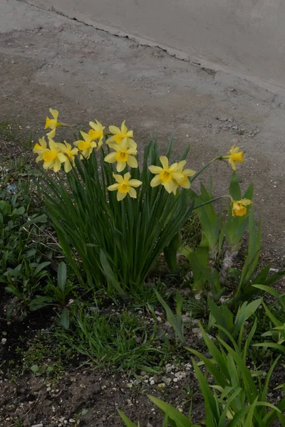 Narzisse Narcissus Ist Eine Pflanzengattung Aus Der Familie Der Amaryllis — Stockfoto