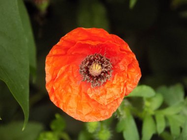Yabani gelincik (Latin Papaver rhoeas; tarla gelinciği, haşhaş, kendi kendine tohumlanan gelincik)