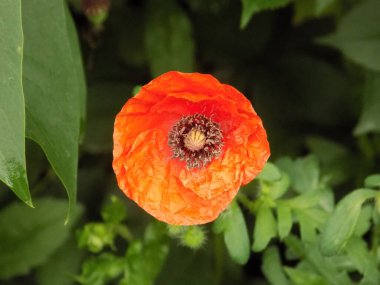 Yabani gelincik (Latin Papaver rhoeas; tarla gelinciği, haşhaş, kendi kendine tohumlanan gelincik)