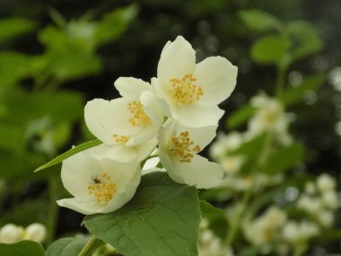 Yasmin, yasmin, yasmyn (eskimiş), zeytin familyasından bir bitki türü. Alaycı portakal (lat. Hughdelphus coronarius)