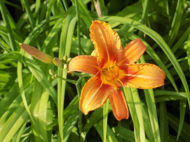 Lily (Lilium, Ukraynalı halk ismi Lily)
