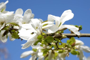 Magnolia, manolya familyasından büyük bir bitki cinsidir.