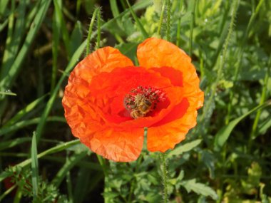 Yabani gelincik (Latin Papaver rhoeas; tarla gelinciği, haşhaş, kendi kendine tohumlanan gelincik)