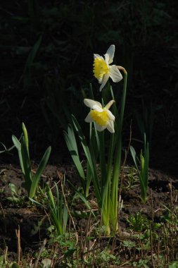 Narcissus (Narcissus), Amarillis familyasından bir bitki cinsidir..