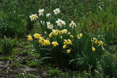 Narcissus (Narcissus), Amarillis familyasından bir bitki cinsidir..