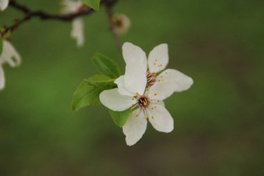 Bahar çiçekleri. Pricot, kayısı, sırık, daha fazla. Çiçek, çiçek.