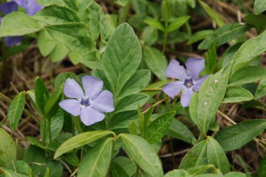 Vinca (Vinca), menekşe (Apocynaceae) familyasından bir bitki cinsidir.)
