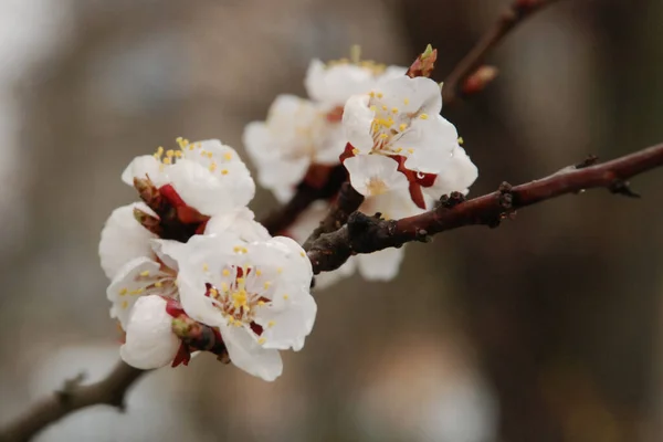 Spring Flowering Trees Apricot Apricot Pole Morel Flowering Flowering — Stock Photo, Image