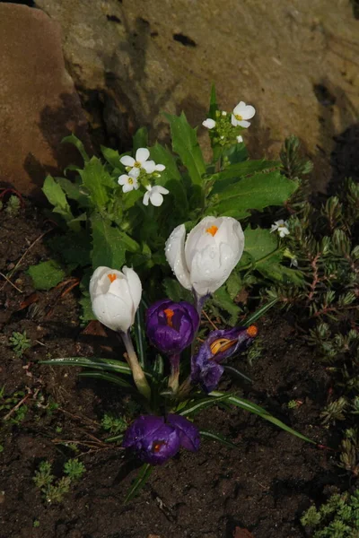 Azafrán Lat Crocus Género Plantas Herbáceas Familia Iris Iris Iridaceae — Foto de Stock