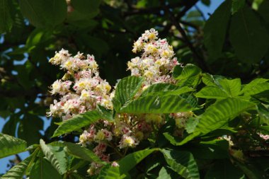Chestnut (Castanea Tourn), kayın familyasından bir yaprak ağacı cinsidir.