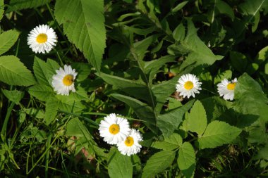 Chamomile or chamomile is a genus of annual, highly branched plants 