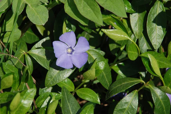 Vinca Vinca ペリウィンクル科 アポカリア科 の開花植物の属です — ストック写真