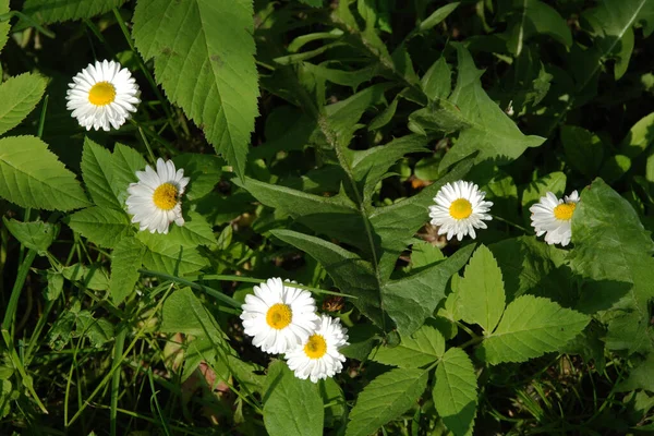 Chamomile Chamomile Genus Annual Highly Branched Plants — Foto Stock