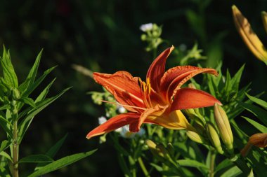 Lily (Lilium, Ukraynalı halk ismi Lily)