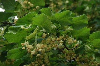  Linden (Tilia), Mallow familyasından bir ağaç cinsidir.