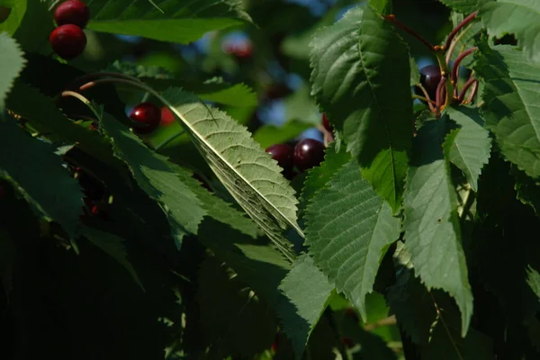 Cherry Prunus Avium Растение Рода Слив Prunus Семейства Роз — стоковое фото