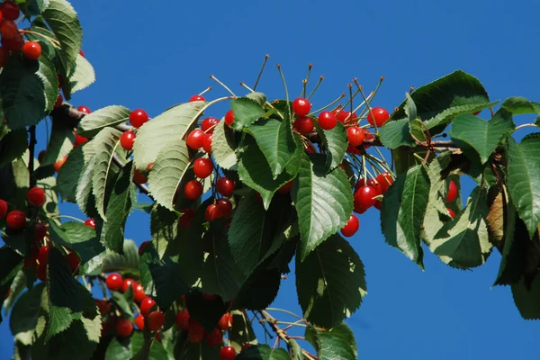 Cerise Prunus Avium Est Une Plante Genre Prunus Famille Des — Photo