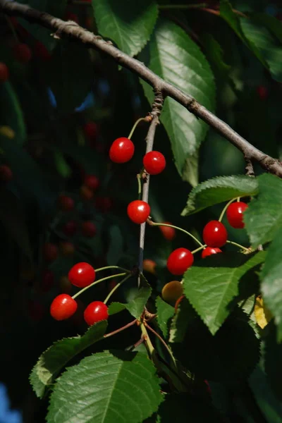 Cerise Prunus Avium Est Une Plante Genre Prunus Famille Des — Photo