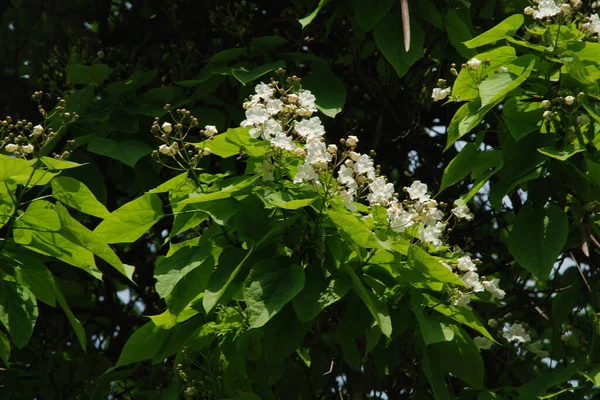 Catalpa Jest Rodzajem Drzew Kwitnących Rodzinie Bignonia — Zdjęcie stockowe