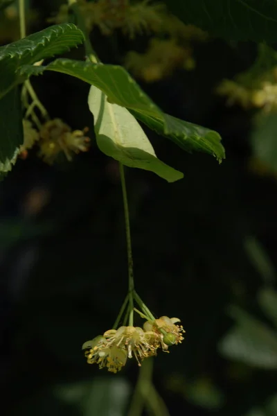 틸리아 나무과에 속하는 일종이다 — 스톡 사진