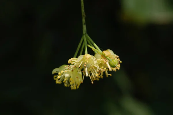 Linden Género Botânico Pertencente Família Asteraceae — Fotografia de Stock