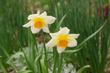 Narcissus (Narcissus), Amarillis familyasından bir bitki cinsidir..