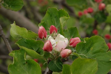 White apple blossom, spring