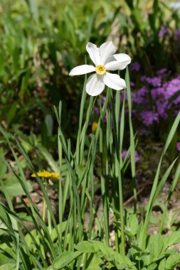 Narcissus (Narcissus), Amarillis familyasından bir bitki cinsidir..