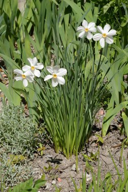 Narcissus (Narcissus), Amarillis familyasından bir bitki cinsidir..