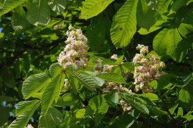 Chestnut (Castanea Tourn), kayın familyasından bir yaprak ağacı cinsidir.          
