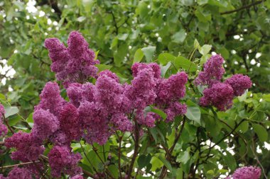 Sıradan yaban domuzu (Şırınga bayağılığı))