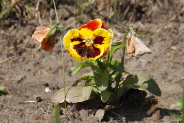 Üç renkli menekşe, vahşi nonoş (Viola üç renkli L.) 