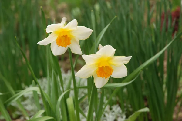 Narcissus Género Botânico Pertencente Família Amaryllis — Fotografia de Stock
