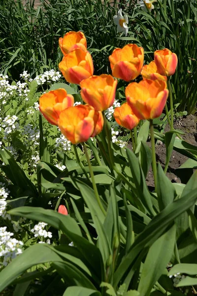 stock image Garden tulip (Tulipa gesneriana)