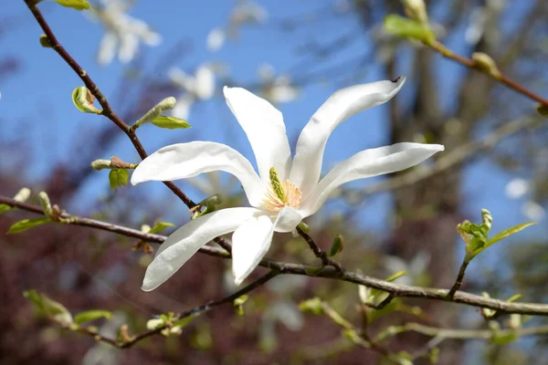 Magnolie Ist Eine Große Pflanzengattung Aus Der Familie Der Magnolien — Stockfoto