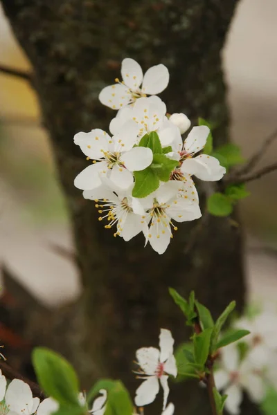 Drzewa Wiosenne Kwitnä Apricot Morela Biegun Morel Flowering Kwitnienie — Zdjęcie stockowe