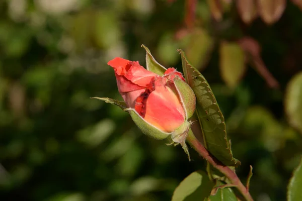 Rose Rosa Género Plantas Con Flores Perteneciente Familia Rose — Foto de Stock
