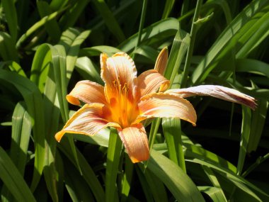Lily (Lilium, Ukraynalı halk ismi Lily)