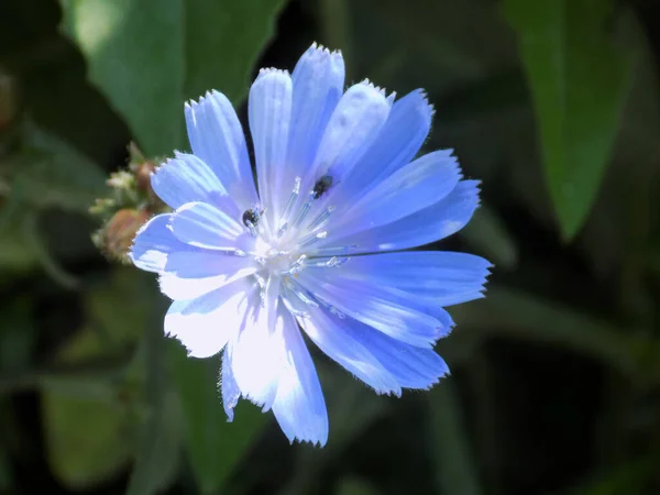 Hindiba Lat Cichorium Bitkisel Bitki Familyasından Bir Bitki Cinsidir — Stok fotoğraf