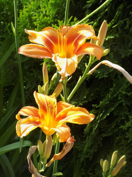 stock image Lily (Lilium, Ukrainian folk name lily)