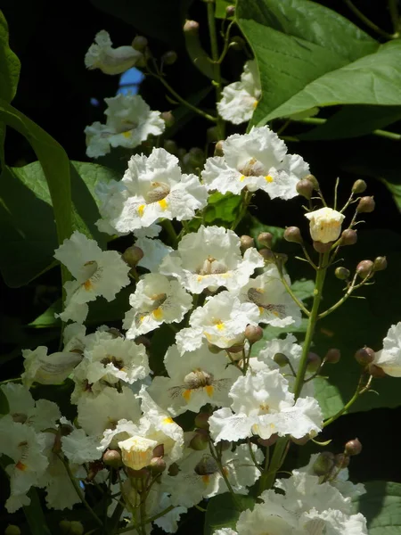 Catalpa Género Árboles Con Flores Perteneciente Familia Bignonia — Foto de Stock