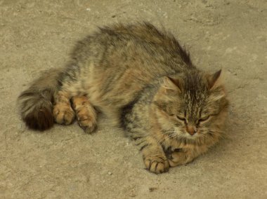 Kedi kedisi (Latince Felis Silvestris catus), kedigiller (Felis) familyasından bir kedi türü.)