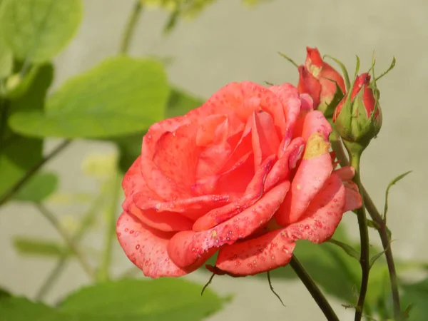 Rose Rosa Släkte Och Kulturell Form Växter Rosensläktet — Stockfoto