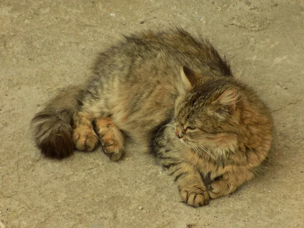 猫的猫 或猫的猫 拉丁语Felis Silvestris Catus 以及它的亲戚 野生猫 — 图库照片