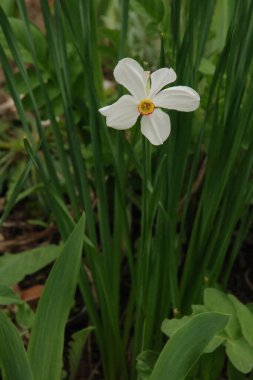Narcissus (Narcissus), Amarillis familyasından bir bitki cinsidir..