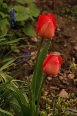 Bahçe lalesi (Tulipa gesneriana)