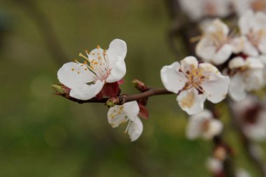 Bahar çiçekleri. Pricot, kayısı, sırık, daha fazla. Çiçek, çiçek.